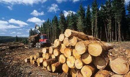 Brazil’s wood-based product exports down 4.4% in March