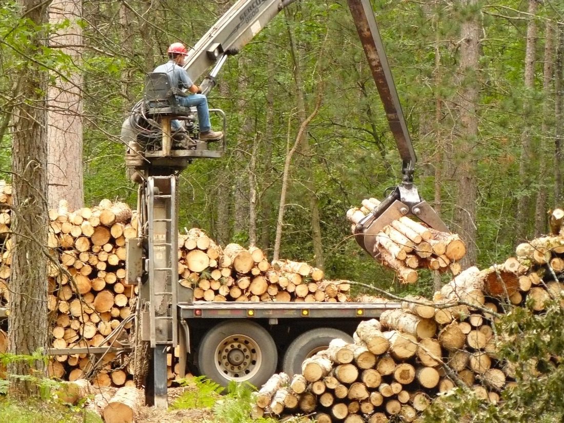 Logging Halt Undercuts Strong Export Month