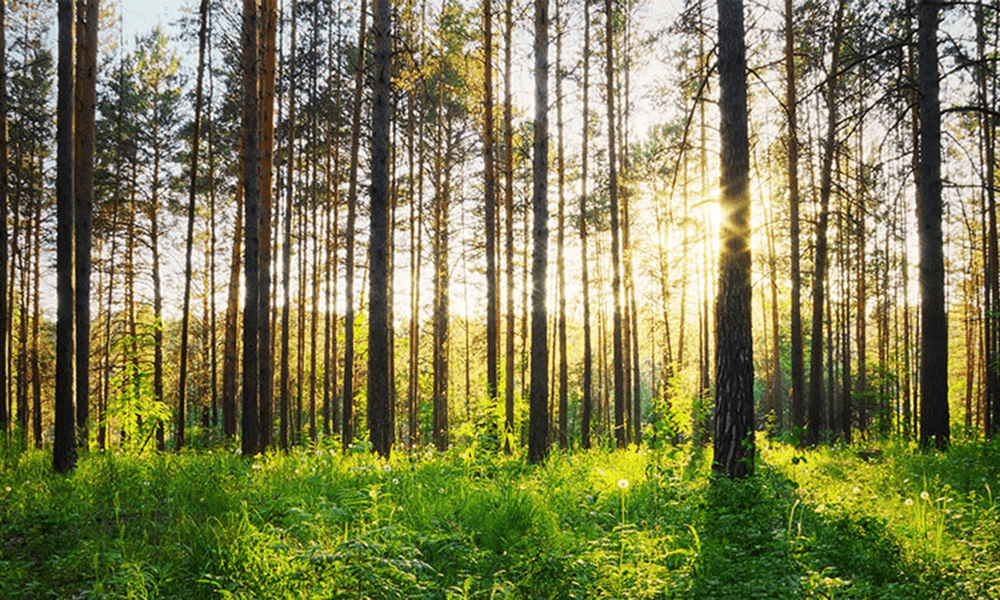 Vodafone, Defra and Forest Research trial tech solution to safeguard UK forests and tackle climate change