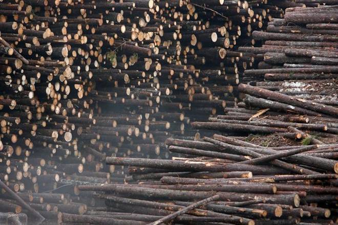 Asia’s largest timber industry incurs Rs 1,500-crore loss due to coronavirus