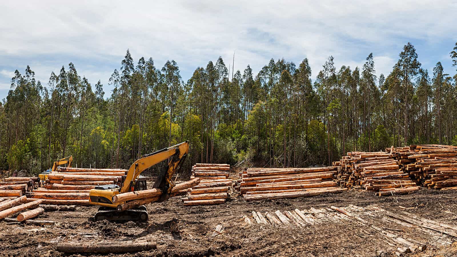 Logging Industry May Turn Amazon Rainforests into Savannahs