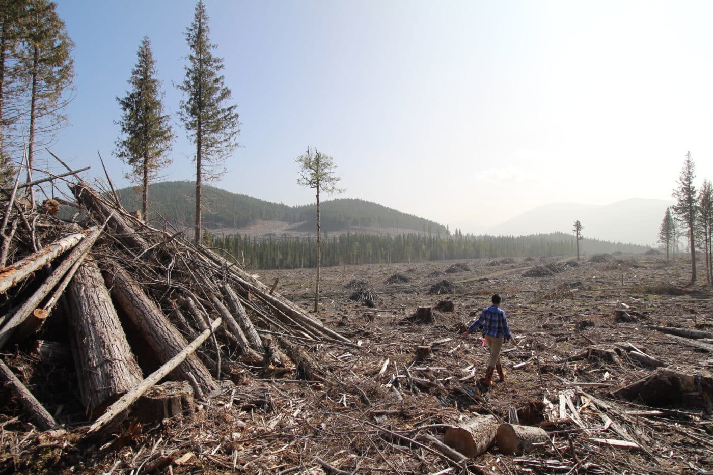 B.C. gives Pacific BioEnergy green light to log rare inland rainforest for wood pellets