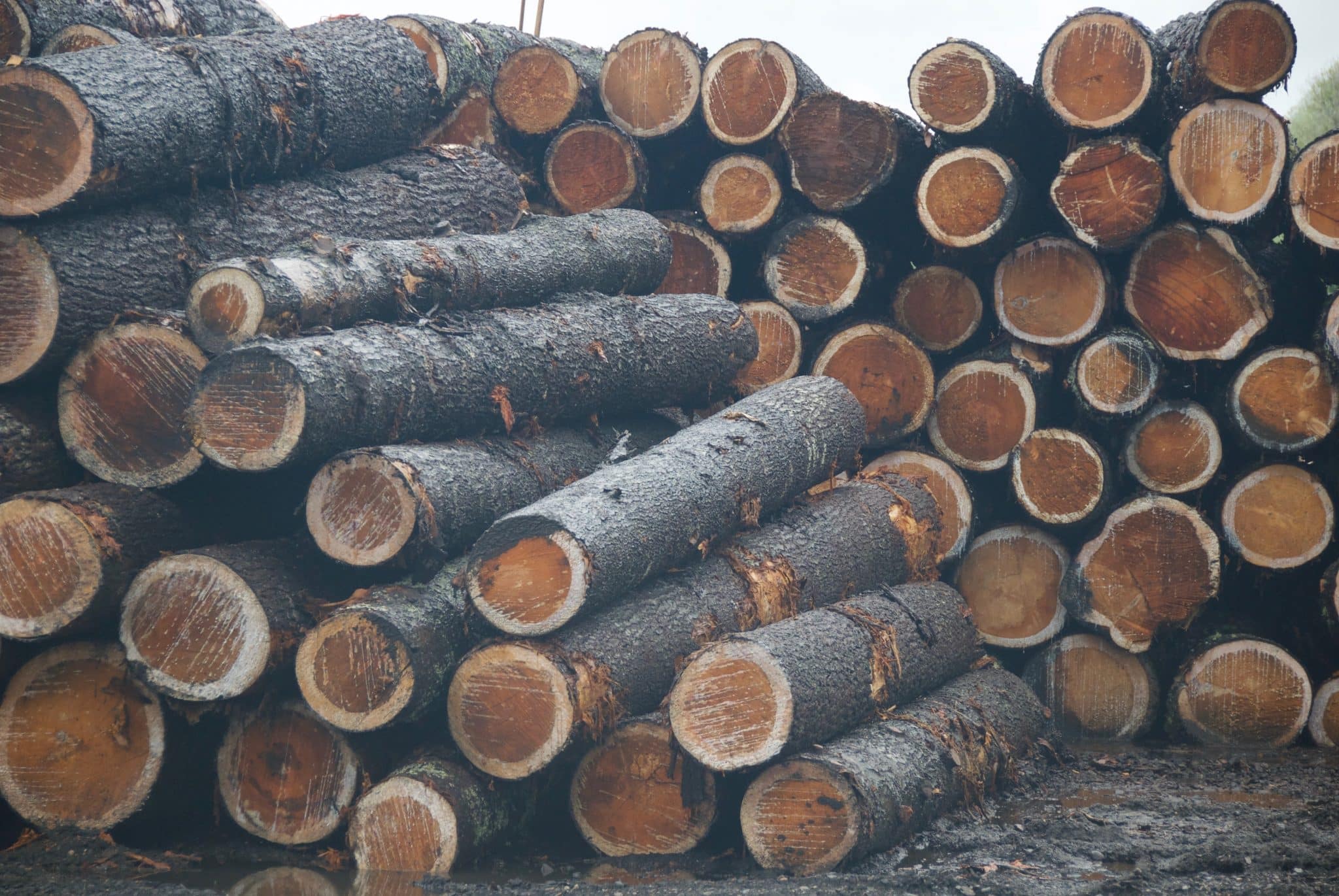Moody’s: Outlook for forest sector turns positive, boosted by timber and wood products￼￼