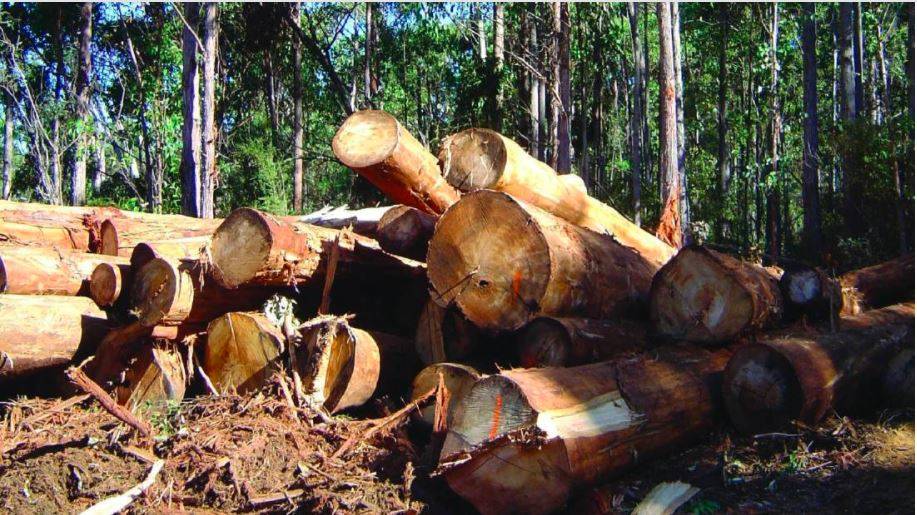 OPINION: Tasmanian forest industry vital to economy