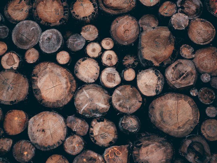 Wood products and the future of the forest industry