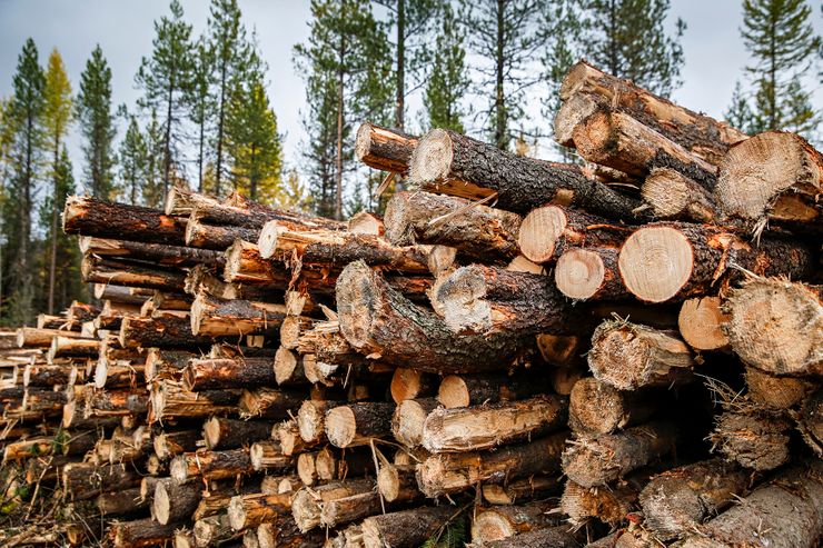 High demand, high prices for forest products amid pandemic