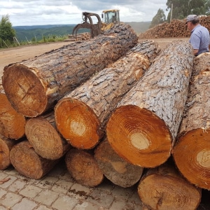 GLOBAL WOOD TRADE currently trading and offers different types of wood logs