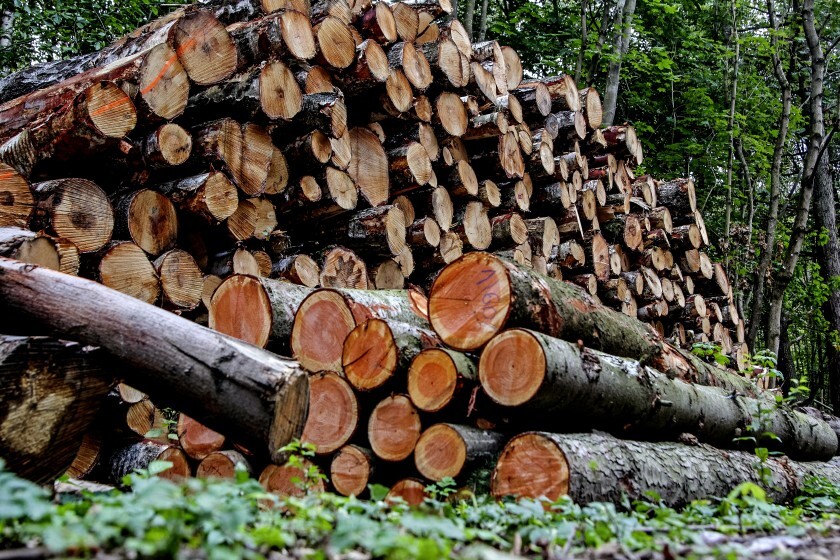 Op-Ed: Is burning wood for power carbon-neutral? Not a chance