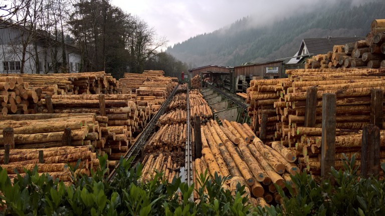 Ending Illegal Logging Means Corporate Accountability