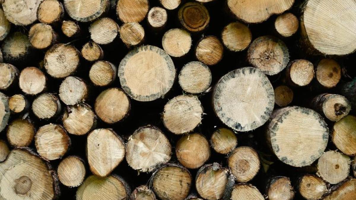 Rising wood prices give hope to state forests