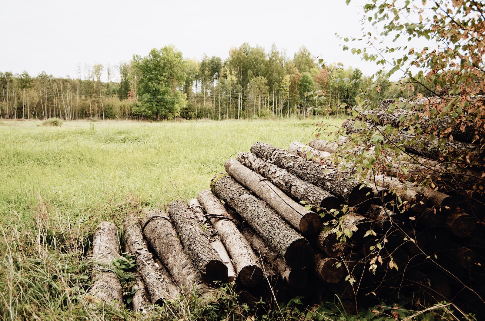 Sustainable forestry practices contribute to a healthier environment.