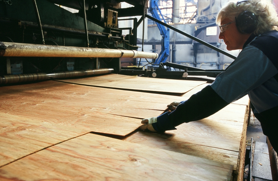 Manufacturing treated plywood in the factory