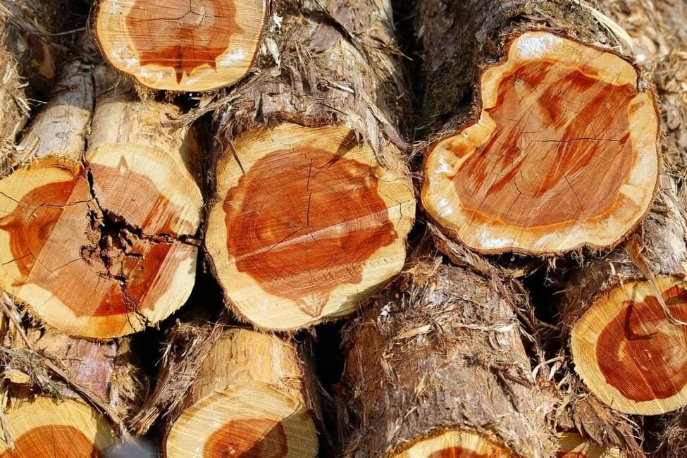 Cedar is sensitive to moisture, so it can easily warp